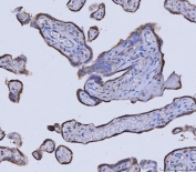 IHC staining of FFPE human placental tissue with GLDC antibody. HIER: boil tissue sections in pH8 EDTA for 20 min and allow to cool before testing.