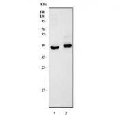 Western blot testing of 1) rat brain and 2) mouse brain tissue lysate with SH3GL2 antibody. Predicted molecular weight: ~40 kDa.
