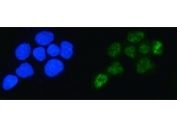 Immunofluorescent staining of FFPE human A431 cells with ALYREF antibody (green) and DAPI nuclear stain (blue). HIER: steam section in pH6 citrate buffer for 20 min.