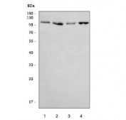 Western blot testing of human 1) Jurkat, 2) PC-3, 3) MDA-MB-453 and 4) SW620 cell lysate with AXIN2 antibody. Expected molecular weight: 93-100 kDa.