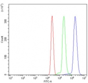 Flow cytometry testing of human U937 cells with BCAT1 antibody at 1ug/million cells (blocked with goat sera); Red=cells alone, Green=isotype control, Blue= BCAT1 antibody.