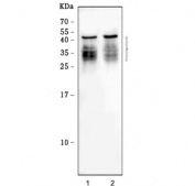 Western blot testing of human 1) HeLa and 2) HepG2 cell lysate with Tetherin antibody. Expected molecular weight: 20-40 kDa depending on glycosylation level.