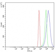 Flow cytometry testing of human U-87 MG cells with M-phase inducer phosphatase 2 antibody at 1ug/million cells (blocked with goat sera); Red=cells alone, Green=isotype control, Blue= M-phase inducer phosphatase 2 antibody.