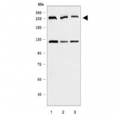Western blot testing of human 1) HeLa, 2) 293T and 3) HEL cell lysate with CEP250 antibody. Predicted molecular weight ~281 kDa, commonly observed at ~250 kDa.
