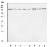 Western blot testing of 1) human HeLa, 2) human Jurkat, 3) human K562, 4) monkey COS-7, 5) rat liver, 6) rat heart, 7) mouse liver and 8) mouse heart tissue lysate with DNMT3B antibody. Predicted molecular weight: 95 kDa.