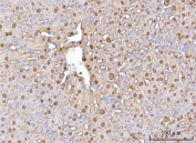 IHC staining of FFPE mouse liver tissue with Fumarylacetoacetate hydrolase antibody. HIER: boil tissue sections in pH8 EDTA for 20 min and allow to cool before testing.
