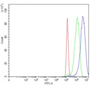 Flow cytometry testing of human PC-3 cells with Fumarylacetoacetate hydrolase antibody at 1ug/million cells (blocked with goat sera); Red=cells alone, Green=isotype control, Blue= Fumarylacetoacetate hydrolase antibody.