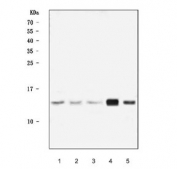 Western blot testing of 1) human HepG2, 2) human MOLT4, 3) human Jurkat, 4) mouse brain and 5) mouse kidney tissue lysate with FKBP1A/B antibody. Predicted molecular weight ~12 kDa.