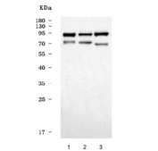 Western blot testing of 1) monkey COS-7, 2) human U-251 and 3) human SH-SY5Y cell lysate with FXR2 antibody. Predicted molecular weight ~74 kDa but commonly observed at up to ~100 kDa.