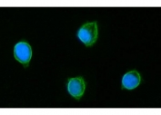 Immunofluorescent staining of FFPE human T-47D cells with GLUD1/2 antibody (green) and DAPI nuclear stain (blue). HIER: steam section in pH6 citrate buffer for 20 min.
