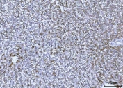 IHC staining of FFPE rat liver tissue with GLUD1/2 antibody. HIER: boil tissue sections in pH8 EDTA for 20 min and allow to cool before testing.
