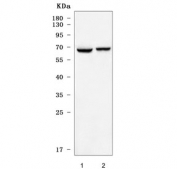 Western blot testing of mouse 1) testis and 2) brain tissue lysate with GPR50 antibody. Predicted molecular weight ~67 kDa.