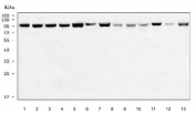 Western blot testing of 1) human HeLa, 2) human HepG2, 3) human RT4, 4) human MCF-7, 5) human SiHa, 6) human T-47D, 7) rat brain, 8) rat pancreas, 9) rat testis, 10) rat PC-12, 11) mouse brain, 12) mouse pancreas and 13) mouse NIH 3T3 cell lysate with GRIPAP1 antibody. Predicted molecular weight ~96 kDa.