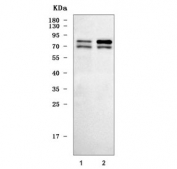 Western blot testing of human 1) Jurkat and 2) Daudi cell lysate with HCLS1 antibody. Predicted molecular weight ~54 kDa but commonly observed at 75-80 kDa.