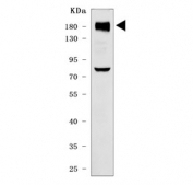 Western blot testing of human HeLa cell lysate with IRS2 antibody. Predicted molecular weight ~137 kDa but it may be observed at up to ~190 kDa due to phosphorylation.