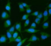 Immunofluorescent staining of FFPE human HeLa cells with IRS2 antibody (green) and DAPI nuclear stain (blue). HIER: steam section in pH6 citrate buffer for 20 min.