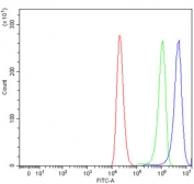 Flow cytometry testing of human 293T cells with IRS2 antibody at 1ug/million cells (blocked with goat sera); Red=cells alone, Green=isotype control, Blue= IRS2 antibody.
