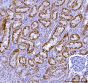 IHC staining of FFPE rat kidney tissue with KMO antibody. HIER: boil tissue sections in pH8 EDTA for 20 min and allow to cool before testing.