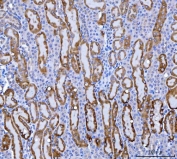 IHC staining of FFPE mouse kidney tissue with KMO antibody. HIER: boil tissue sections in pH8 EDTA for 20 min and allow to cool before testing.