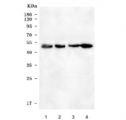 Western blot testing of 1) rat kidney, 2) rat liver, 3) mouse kidney and 4) mouse liver tissue lysate with KMO antibody. Predicted molecular weight: 52-56 kDa (multiple isoforms).