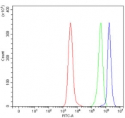 Flow cytometry testing of human Daudi cells with KMO antibody at 1ug/million cells (blocked with goat sera); Red=cells alone, Green=isotype control, Blue= KMO antibody.