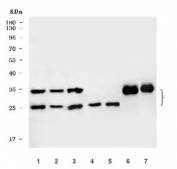 Western blot testing of 1) human HeLa, 2) human HepG2, 3) human SiHa, 4) human MOLT-4, 5) human HEL, 6) rat brain and 7) mouse brain tissue lysate with Mitochondrial fission factor antibody. Predicted molecular weight: 25-38 kDa (multiple isoforms).