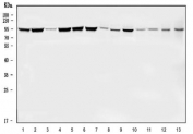 Western blot testing of 1) human A431, 2) human HeLa, 3) human Jurkat, 4) human K562, 5) human Daudi, 6) human HEL, 7) rat brain, 8) rat testis, 9) rat C6, 10) mouse brain, 11) mouse lung, 12) mouse testis and 13) mouse L929 cell lysate with MRE11 antibody. Predicted molecular weight ~81 kDa.