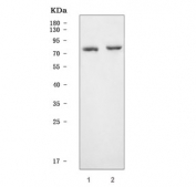 Western blot testing of 1) human HeLa and 2) mouse lung tissue lysate with MX1 antibody. Predicted molecular weight ~76 kDa.