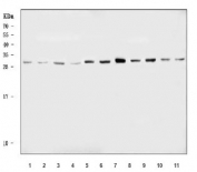Western blot testing of 1) human 293T, 2) human HeLa, 3) human PC-3, 4) human Jurkat, 5) human HEL, 6) human SH-SY5Y, 7) rat brain, 8) rat C6, 9) mouse brain, 10) mouse lung and 11) mouse NIH 3T3 cell lysate with NDFIP1 antibody. Predicted molecular weight ~25 kDa.