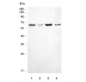 Western blot testing of 1) human HepG2, 2) human U-2 OS, 3) human 293T and 4) mouse thymus tissue lysate with RNF8 antibody. Predicted molecular weight ~56 kDa but may be observed at larger sizes due to ubiquitination.