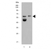 Western blot testing of human 1) HCCT and 2) MOLT4 cell lysate with ROR gamma antibody. Predicted molecular weight: ~56 kDa.