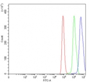 Flow cytometry testing of human HeLa cells with ROR gamma antibody at 1ug/million cells (blocked with goat sera); Red=cells alone, Green=isotype control, Blue= ROR gamma antibody.