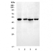 Western blot testing of 1) rat liver, 2) rat kidney, 3) mouse liver and 4) mouse lung tissue lysate with MADH7 antibody. Expected molecular weight: 45-55 kDa.