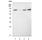 Western blot testing of 1) rat liver, 2) rat kidney, 2) mouse liver and 4) mouse kidney tissue lysate with aSMase antibody. Predicted molecular weight ~70 kDa.