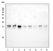 Western blot testing of 1) human 293T, 2) human HeLa, 3) human HepG2, 4) human Jurkat, 5) rat brain, 6) rat liver, 7) mouse brain and 8) mouse liver tissue lysate with TOMM20 antibody. Predicted molecular weight ~16 kDa.