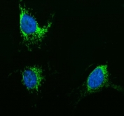Immunofluorescent staining of FFPE human MG63 cells with TOMM20 antibody (green) and DAPI nuclear stain (blue). HIER: steam section in pH6 citrate buffer for 20 min.