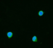 Immunofluorescent staining of FFPE human SiHa cells with TOMM20 antibody (green) and DAPI nuclear stain (blue). HIER: steam section in pH6 citrate buffer for 20 min.
