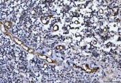 IHC staining of FFPE human tonsil tissue with von Willebrand Factor antibody. HIER: boil tissue sections in pH8 EDTA for 20 min and allow to cool before testing.