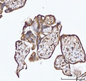 IHC staining of FFPE human placental tissue with XIAP associated factor 1 antibody. HIER: boil tissue sections in pH8 EDTA for 20 min and allow to cool before testing.