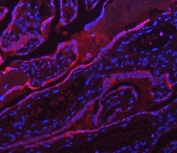 Immunofluorescent staining of FFPE human placental tissue with ATP5A1 antibody (red) and DAPI nuclear stain (blue). HIER: steam section in pH8 EDTA for 20 min.