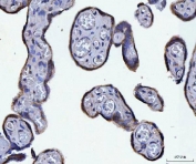 IHC staining of FFPE human placental tissue with ATP5A1 antibody. HIER: boil tissue sections in pH8 EDTA for 20 min and allow to cool before testing.