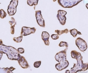 IHC staining of FFPE human placental tissue with ATP5F1B antibody. HIER: boil tissue sections in pH6, 10mM citrate buffer, for 20 min and allow to cool before testing.