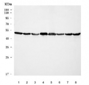 Western blot testing of human 1) HepG2, 2) HeLa, 3) PC-3, 4) HL60, 5) T-47D, 6) Caco-2, 7) HEL and 8) K562 cell lysate with ATP5F1B antibody. Predicted molecular weight ~56 kDa.
