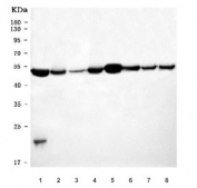 Western blot testing of 1) rat heart, 2) rat liver, 3) rat lung, 4) rat RH35, 5) mouse heart, 6) mouse liver, 7) mouse lung and 8) mouse RAW264.7 cell lysate with ATP5F1B antibody. Predicted molecular weight ~56 kDa.