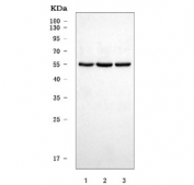 Western blot testing of human 1) U-87 MG, 2) 293T and 3) HeLa cell lysate with Carbonic Anhydrase IX antibody. Predicted molecular weight: 50-55 kDa but may be observed at higher molecular weights due to glycosylation.