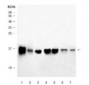 Western blot testing of 1) rat heart, 2) rat liver, 3) rat brain, 4) mouse heart, 5) mouse liver, 6) mouse brain and 7) mouse lung tissue lysate with COX5B antibody. Predicted molecular weight ~14 kDa.