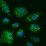 Immunofluorescent staining of FFPE human A549 cells with COX5B antibody (green) and DAPI nuclear stain (blue). HIER: steam section in pH6 citrate buffer for 20 min.