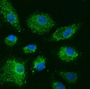 Immunofluorescent staining of FFPE human A549 cells with COX5B antibody (green) and DAPI nuclear stain (blue). HIER: steam section in pH6 citrate buffer for 20 min.
