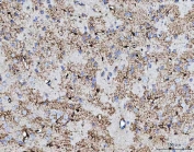 IHC staining of FFPE mouse brain tissue with COX5B antibody. HIER: boil tissue sections in pH8 EDTA for 20 min and allow to cool before testing.