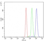 Flow cytometry testing of human U937 cells with CTSC antibody at 1ug/million cells (blocked with goat sera); Red=cells alone, Green=isotype control, Blue= CTSC antibody.